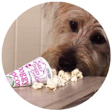 Dog Eating Doggy Popcorn