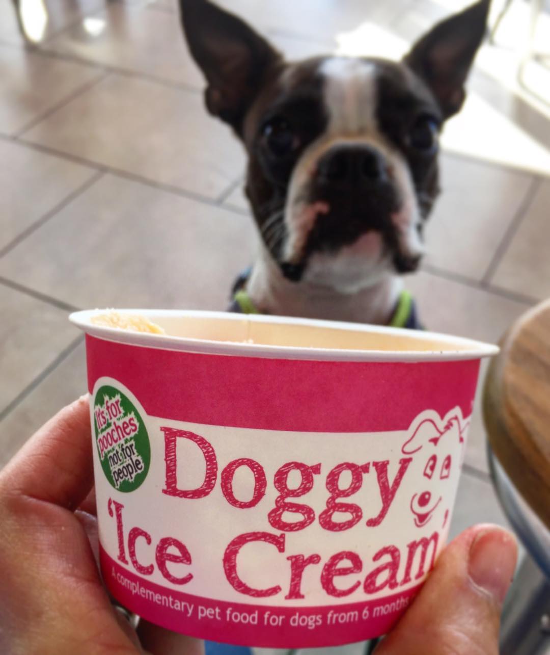 Dog ice cream clearance wholesale